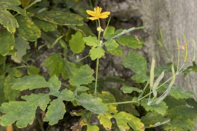 Fotografia da espécie Chelidonium majus