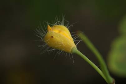 Fotografia da espécie Chelidonium majus