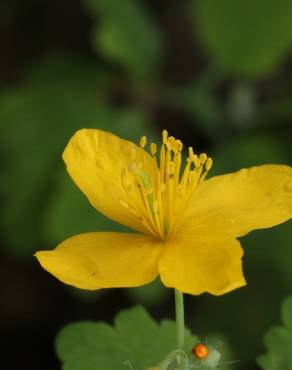 Fotografia 8 da espécie Chelidonium majus no Jardim Botânico UTAD