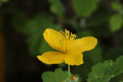 Fotografia da espécie Chelidonium majus