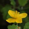 Fotografia 8 da espécie Chelidonium majus do Jardim Botânico UTAD