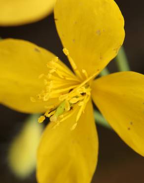 Fotografia 9 da espécie Chelidonium majus no Jardim Botânico UTAD