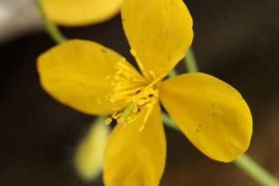 Fotografia da espécie Chelidonium majus