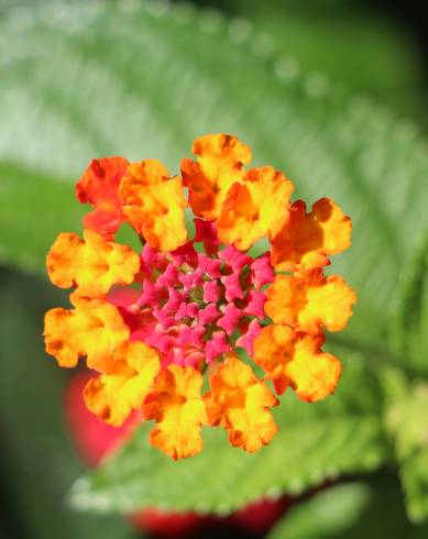 Fotografia de capa Lantana camara - do Jardim Botânico