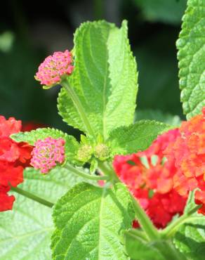 Fotografia 8 da espécie Lantana camara no Jardim Botânico UTAD