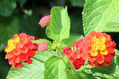 Fotografia da espécie Lantana camara