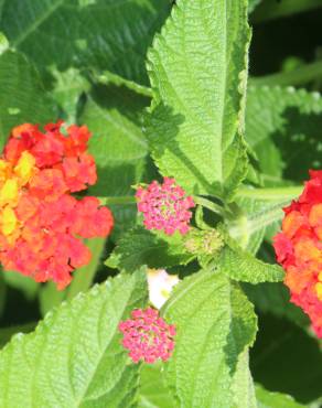 Fotografia 9 da espécie Lantana camara no Jardim Botânico UTAD