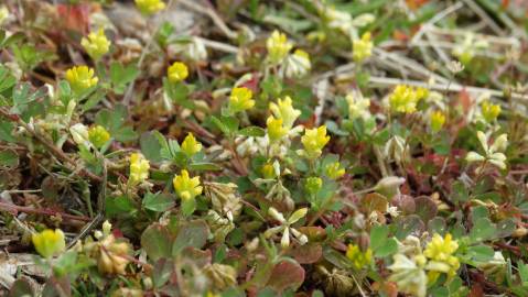 Fotografia da espécie Trifolium campestre