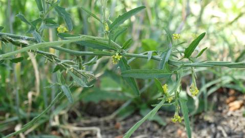 Fotografia da espécie Sisymbrium officinale