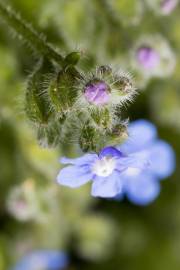 Fotografia da espécie Pentaglottis sempervirens