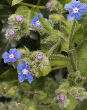 Fotografia 6 da espécie Pentaglottis sempervirens no Jardim Botânico UTAD