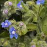 Fotografia 6 da espécie Pentaglottis sempervirens do Jardim Botânico UTAD