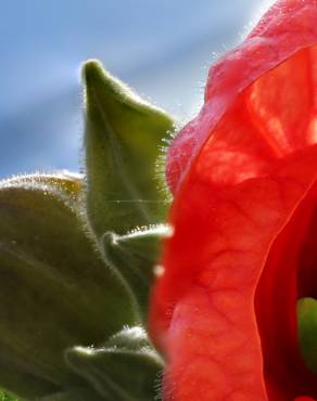 Fotografia 3 da espécie Abutilon x hybridum no Jardim Botânico UTAD