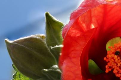 Fotografia da espécie Abutilon x hybridum