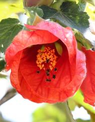 Abutilon x hybridum