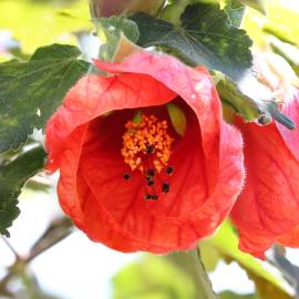 Fotografia da espécie Abutilon x hybridum