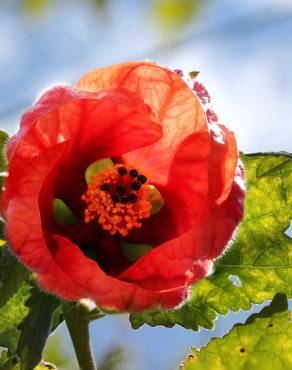 Fotografia 4 da espécie Abutilon x hybridum no Jardim Botânico UTAD