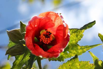 Fotografia da espécie Abutilon x hybridum