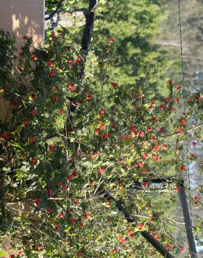 Fotografia 5 da espécie Abutilon x hybridum no Jardim Botânico UTAD