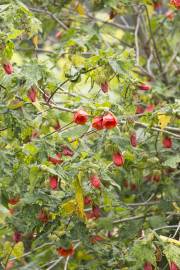 Fotografia da espécie Abutilon x hybridum