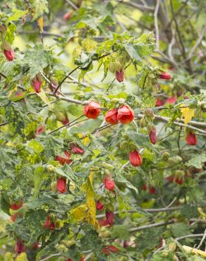 Fotografia 6 da espécie Abutilon x hybridum no Jardim Botânico UTAD