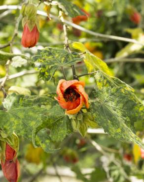 Fotografia 7 da espécie Abutilon x hybridum no Jardim Botânico UTAD