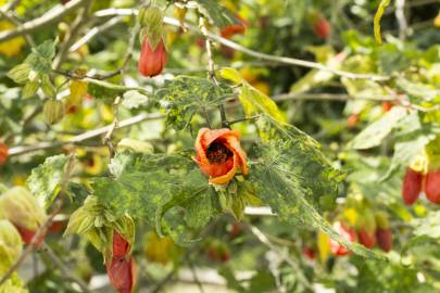 Fotografia da espécie Abutilon x hybridum