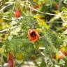 Fotografia 7 da espécie Abutilon x hybridum do Jardim Botânico UTAD