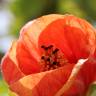 Fotografia 8 da espécie Abutilon x hybridum do Jardim Botânico UTAD