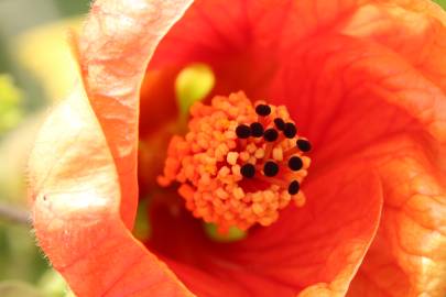 Fotografia da espécie Abutilon x hybridum