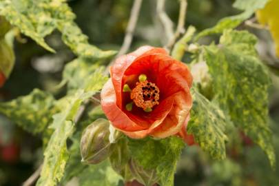 Fotografia da espécie Abutilon x hybridum