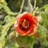 Fotografia 10 da espécie Abutilon x hybridum do Jardim Botânico UTAD