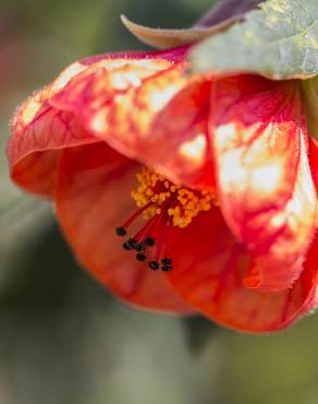 Fotografia 11 da espécie Abutilon x hybridum no Jardim Botânico UTAD