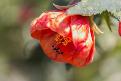 Fotografia da espécie Abutilon x hybridum