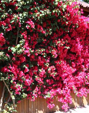 Fotografia 4 da espécie Bougainvillea spectabilis no Jardim Botânico UTAD