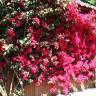 Fotografia 4 da espécie Bougainvillea spectabilis do Jardim Botânico UTAD