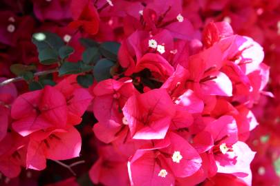 Fotografia da espécie Bougainvillea spectabilis