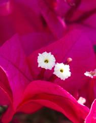 Bougainvillea spectabilis