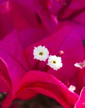 Fotografia 1 da espécie Bougainvillea spectabilis no Jardim Botânico UTAD