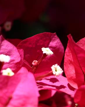 Fotografia 6 da espécie Bougainvillea spectabilis no Jardim Botânico UTAD