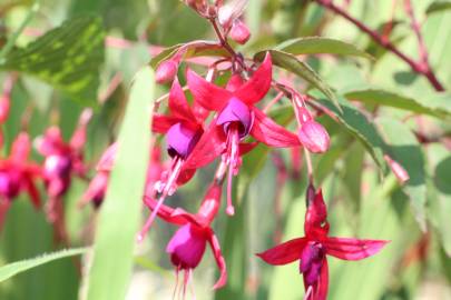 Fotografia da espécie Fuchsia magellanica