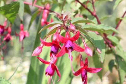 Fotografia da espécie Fuchsia magellanica