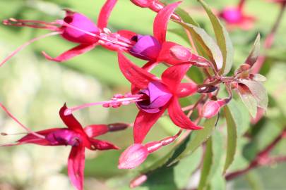 Fotografia da espécie Fuchsia magellanica