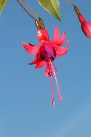 Fotografia da espécie Fuchsia magellanica
