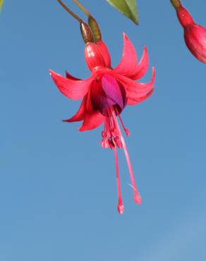 Fotografia 1 da espécie Fuchsia magellanica no Jardim Botânico UTAD