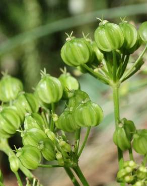 Fotografia 6 da espécie Smyrnium olusatrum no Jardim Botânico UTAD