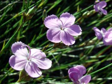 Fotografia da espécie Dianthus pungens subesp. langeanus