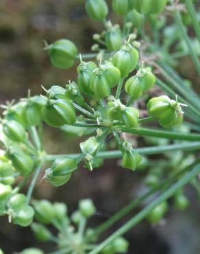 Fotografia 7 da espécie Smyrnium olusatrum no Jardim Botânico UTAD