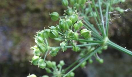 Fotografia da espécie Smyrnium olusatrum