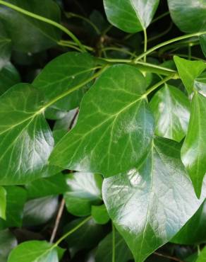 Fotografia 6 da espécie Hedera hibernica no Jardim Botânico UTAD